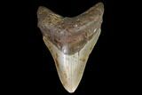 Fossil Megalodon Tooth - North Carolina #98989-1